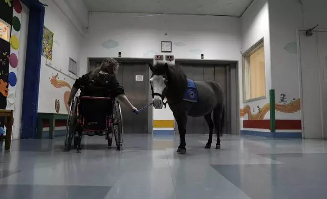 Nine-year-old Josifina Topa Mazuch, a student at a school for disabled children, holds the reins of Ivi, a miniature horse used for therapy programs, in Athens, Greece, on Thursday, Nov. 21, 2024. (AP Photo/Thanassis Stavrakis)