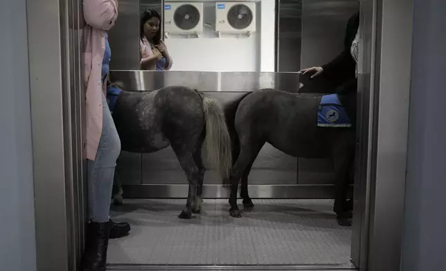 Calypso, left, and Ivi, miniature horses used for therapy programs, enter an elevator at a school for disabled children, in Athens, Greece, on Thursday, Nov. 21, 2024. (AP Photo/Thanassis Stavrakis)