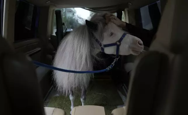 Homer, a miniature horse used for therapy programs, stands in a van ahead of its visit at a psychiatric clinic for adults, in Rafina about 32 kilometres (51 miles) east of Athens, Greece, on Friday, Nov. 15, 2024. (AP Photo/Thanassis Stavrakis)