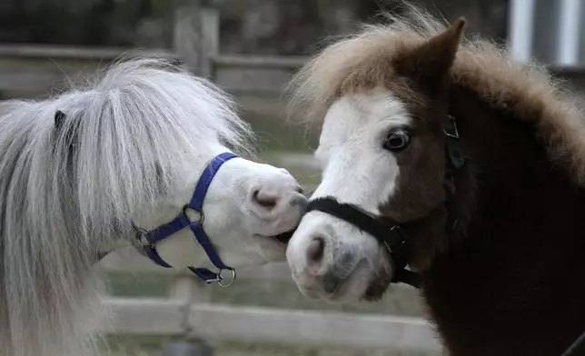 Homer, left, plays with its son Hercules, both miniature horses used for therapy programs, at a farm in Rafina about 32 kilometres (51 miles) east of Athens, Greece, on Thursday, Nov. 21, 2024. (AP Photo/Thanassis Stavrakis)