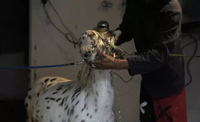 Stable worker Ali Hussein, 34, from Pakistan washes Odysseus, a miniature horse used for therapy programs, at a farm in Rafina about 32 kilometres (51 miles) east of Athens, Greece, on Thursday, Nov. 21, 2024. (AP Photo/Thanassis Stavrakis)