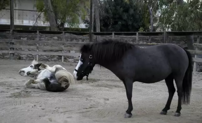 Homer, bottom, a miniature horse used for therapy programs, plays at a farm in Rafina about 32 kilometres (51 miles) east of Athens, Greece, on Thursday, Nov. 21, 2024. (AP Photo/Thanassis Stavrakis)