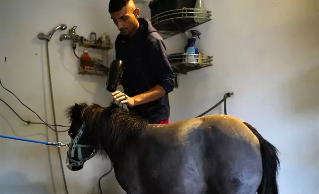 Stable worker Ali Hussein, 34, from Pakistan dries Ivi's hair, a miniature horse used for therapy programs, at a farm in Rafina about 32 kilometres (51 miles) east of Athens, Greece, on Thursday, Nov. 21, 2024. (AP Photo/Thanassis Stavrakis)