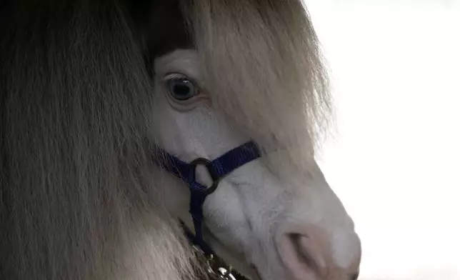 Homer, a miniature horse used for therapy programs, stands in a van, in Rafina about 32 kilometres (51 miles) east of Athens, Greece, on Friday, Nov. 15, 2024. (AP Photo/Thanassis Stavrakis)