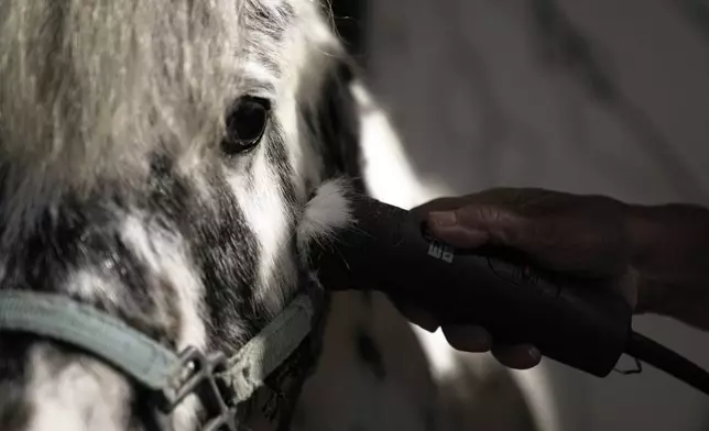 Founder of Gentle Carousel Greece Mina Karagianni cuts the hair of Odysseus, a miniature horse used for therapy programs, at a farm in Rafina about 32 kilometres (51 miles) east of Athens, Greece, on Friday, Nov. 15, 2024. (AP Photo/Thanassis Stavrakis)