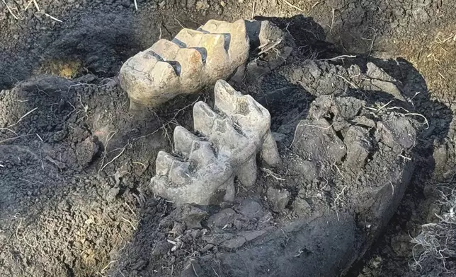 New York State Museum and State University of New York Orange staff unearthed a complete well-preserved mastodon jaw, as well as a piece of a toe bone and a rib fragment, that were discovered by a man who spotted two giant teeth while gardening at his upstate New York home, near Scotchtown, NY. (New York State Museum via AP)