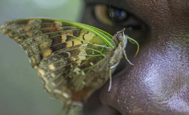 A butterfly rests on the nose of assistant butterfly collector Edgar Emojong at the African Butterfly Research Institute (ABRI) in Nairobi, Kenya, Monday, Dec. 9, 2024. (AP Photo/Brian Inganga)