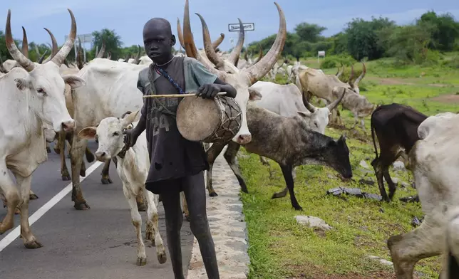 A young person tends to the animals in a community where there was Guinea worm in Jarweng, South Sudan, on May 13, 2023. The Carter Center's staff and volunteers walked house-to-house in the community to raise awareness of the Guinea worm in the area. (AP Photo/Sam Mednick)