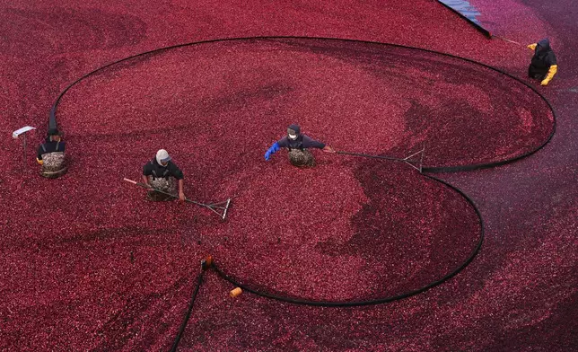 Workers position floating booms while wet harvesting cranberries at Rocky Meadow Bog, Friday, Nov. 1, 2024, in Middleborough, Mass. (AP Photo/Charles Krupa)