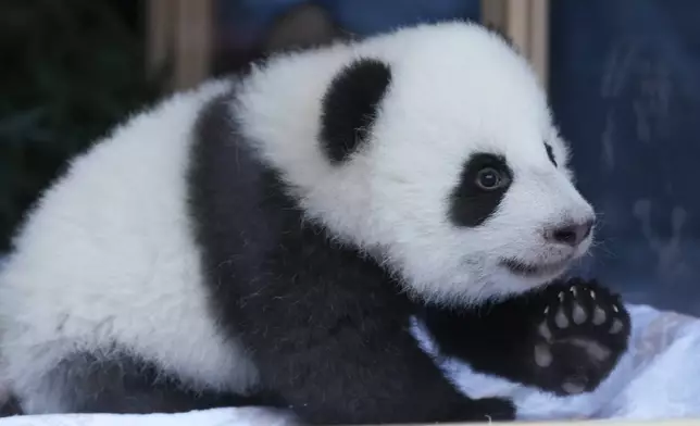 One of the newly-born twin panda bear cubs, named Meng Hao and Meng Tian or Leni and Lotti, looks out of the enclosure, during the official presentation of their names, at the Zoo in Berlin, Germany, Friday, Dec. 6, 2024. (AP Photo/Markus Schreiber)