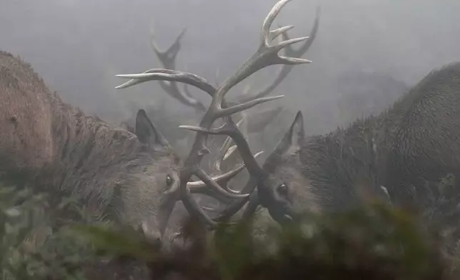 Deer rut in the early morning fog in Bushy Park, south west London, Friday, Oct. 18, 2024. (AP Photo/Alastair Grant)