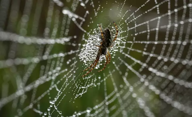 A spider waits for his prey in the center of its net covered by water droplets, in the forest outside Tallinn, Estonia, Friday, Sept. 20, 2024. (AP Photo/Sergei Grits)