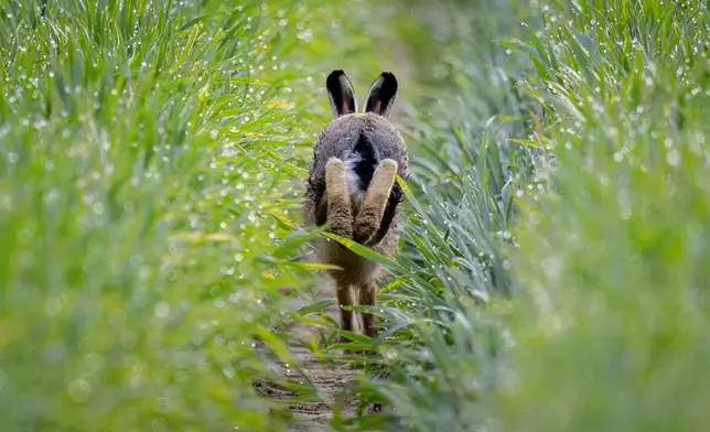 A hare runs in a field on the outskirts of Frankfurt, Germany, April 29, 2024. (AP Photo/Michael Probst)