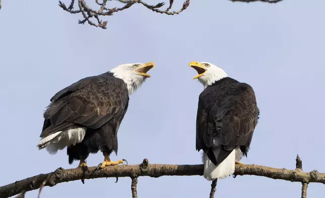 A pair of bald eagles call out while resting on a tree next to Union Bay, Tuesday, Jan. 16, 2024, in Seattle. (AP Photo/Lindsey Wasson)