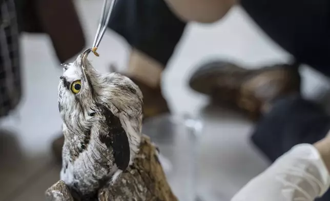 A bird is hand-fed a worm at the non-profit wildlife park Selva Teneek where animals are being treated for heat stress amid a continuing heat wave and drought, in Ciudad Valles, Mexico, Saturday, June 8, 2024. (AP Photo/Mauricio Palos)