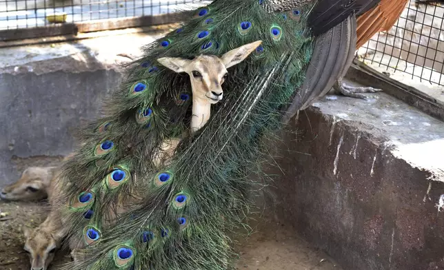 A Chinkara gazelle fawn rests in the plumage of a peacock at an animal rescue center on a hot summer day in Bikaner, Rajasthan, India, Thursday, May 23, 2024. (AP Photo/Dinesh Gupta)