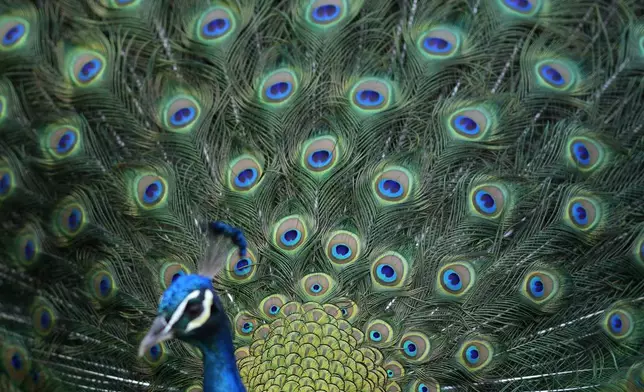 A peacock displays its tail feathers to hens during their mating ritual on the gardens of the Pimenta Palace Municipal Museum in Lisbon, Friday, April 5, 2024. (AP Photo/Armando Franca)