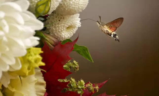 An insect hovers near flowers decorating the area around the holy remains of Saint Dimitrie Bassarabov, the patron saint of the Romanian capital, at the end of a religious procession in Bucharest, Romania, Thursday, Oct. 24, 2024. (AP Photo/Andreea Alexandru)