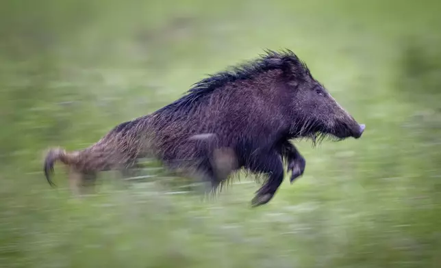 A wild boar runs through the deep grass in Wehrheim near Frankfurt, Germany, early Tuesday, May 7, 2024. (AP Photo/Michael Probst)