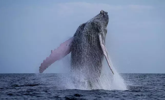 A humpback whale breaches off near Iguana Island, Panama, Sunday, July 14, 2024. (AP Photo/Matias Delacroix)