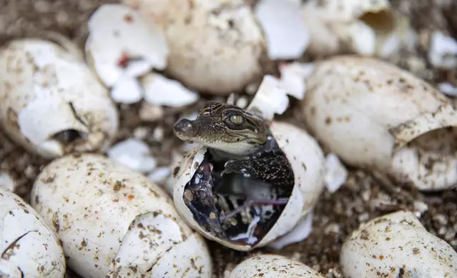 A pure-bred Siamese crocodile hatchling pokes its head out of its shell at Phnom Tamao in Cambodia's Takeo Province, on July 12, 2024. (AP Photo/Anton L. Delgado)