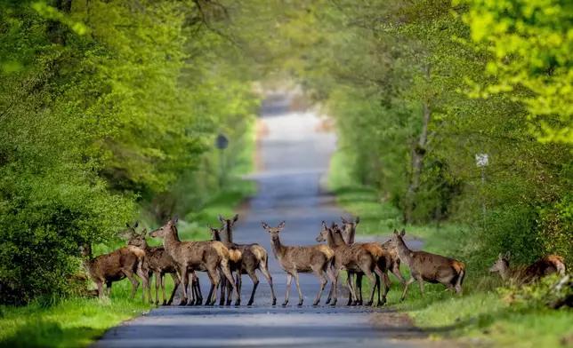 Deer cross a road in the Taunus forest in Wehrheim near Frankfurt, Germany, Wednesday, April 17, 2024. (AP Photo/Michael Probst)