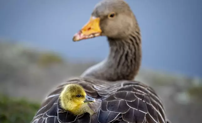 A gosling sits in its mother's plumage in a meadow in Frankfurt, Germany, April 13, 2024. (AP Photo/Michael Probst)