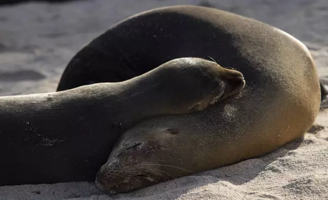 A colony of sea lions rest at Playa Mann on San Cristobal Island, Ecuador in the Galapagos on Sunday, June 16, 2024. (AP Photo/Alie Skowronski)