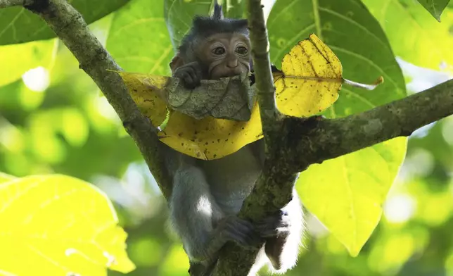 A young macaque chews on a leaf in the Sacred Monkey Forest Sanctuary in Ubud on the island of Bali in Indonesia on Wednesday, July 31, 2024. (AP Photo/Jon Gambrell)