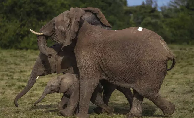 Kenya Wildlife Service rangers and capture team release five elephants at Aberdare National Park, located in central Kenya Monday, Oct. 14, 2024. (AP Photo/Brian Inganga)