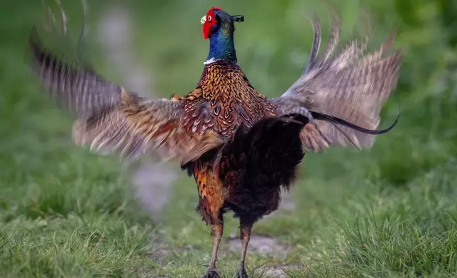 A pheasant flaps its wings in a meadow in Frankfurt, Germany, April 10, 2024. (AP Photo/Michael Probst)