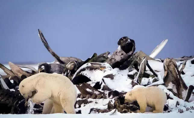 A polar bear and a cub search for scraps in a large pile of bowhead whale bones left from the village's subsistence hunting at the end of an unused airstrip near the village of Kaktovik, Alaska, on Oct. 15, 2024. (AP Photo/Lindsey Wasson)