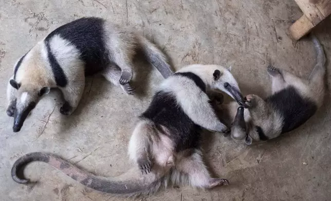 Anteaters play on the grounds of the non-profit wildlife park Selva Teneek where animals are being treated for heat stress amid a continuing heat wave and drought, in Ciudad Valles, Mexico, June 8, 2024. (AP Photo/Mauricio Palos)