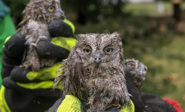 A municipal worker shows owlets rescued from a fallen tree after a powerful storm in Montenegro's capital Podgorica, Tuesday, July 2, 2024. (AP Photo/Risto Bozovic)