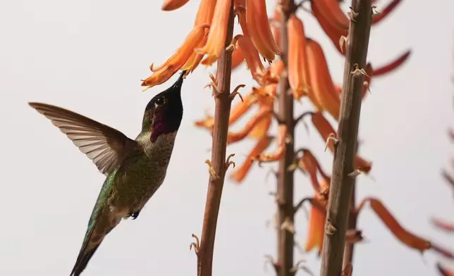 A hummingbird approaches a flower in the outfield lawn during a spring training baseball game between the Kansas City Royals and the Texas Rangers, Saturday, Feb. 24, 2024, in Surprise, Ariz. (AP Photo/Lindsey Wasson)