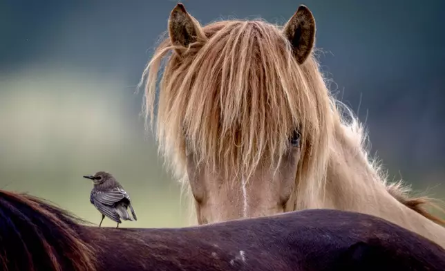 A starling sits on the back of a horse as another looks on at a stud farm in Wehrheim near Frankfurt, Germany, Wednesday, July 3, 2024. (AP Photo/Michael Probst)