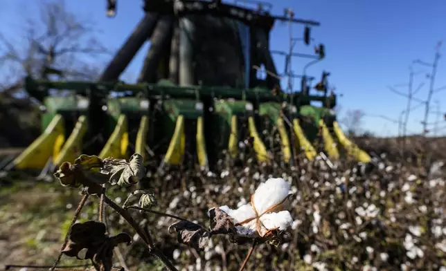 A cotton picker moves through Chris Hopkins' cotton field, Friday, Dec. 6, 2024, near Lyons, Ga. (AP Photo/Mike Stewart)