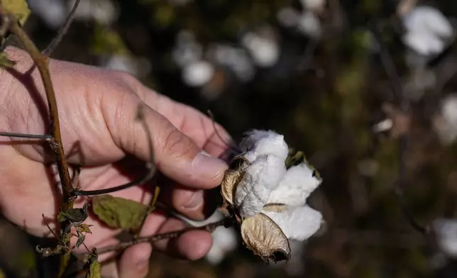 Farmer Chris Hopkins observes cotton bolls before being harvested in a field he owns, Friday, Dec. 6, 2024, near Lyons, Ga. (AP Photo/Mike Stewart)