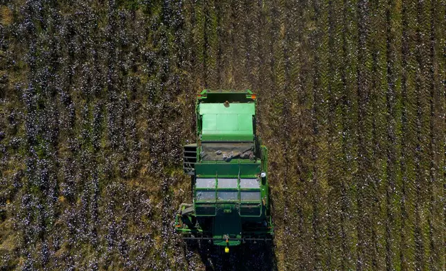 A cotton picker works in a field of cotton, Friday, Dec. 6, 2024, near Lyons, Ga. (AP Photo/Mike Stewart)