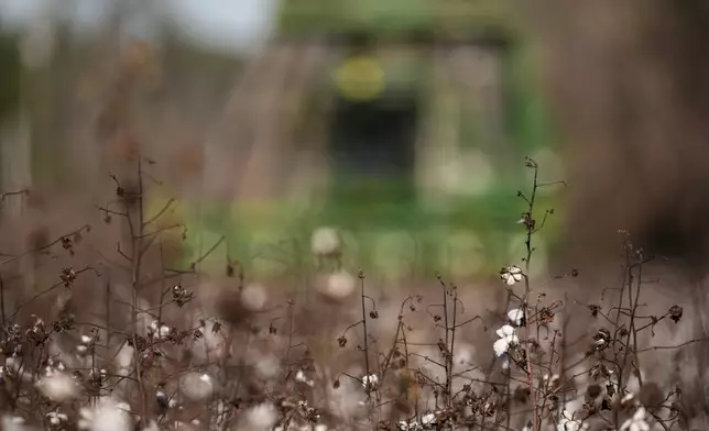 A cotton picker moves through Chris Hopkins' cotton field, Friday, Dec. 6, 2024, near Lyons, Ga. (AP Photo/Mike Stewart)