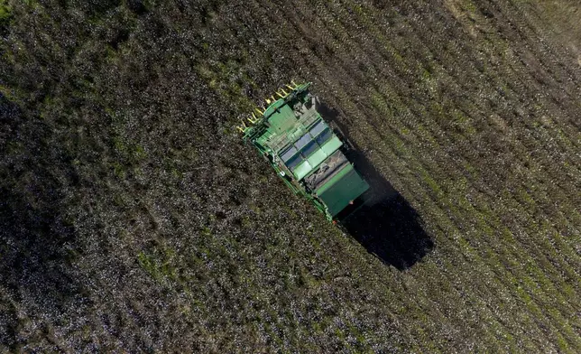 A cotton picker works in a field of cotton, Friday, Dec. 6, 2024, near Lyons, Ga. (AP Photo/Mike Stewart)