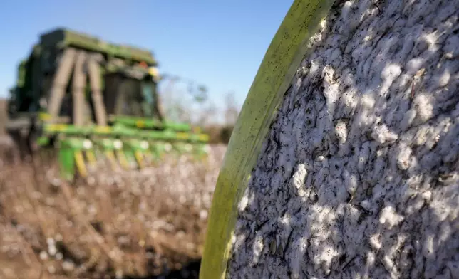 A cotton picker moves through Chris Hopkins' cotton field as a round bale sits, Friday, Dec. 6, 2024, near Lyons, Ga. (AP Photo/Mike Stewart)