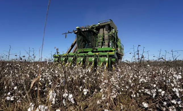 A cotton picker moves through Chris Hopkins' cotton field, Friday, Dec. 6, 2024, near Lyons, Ga. (AP Photo/Mike Stewart)