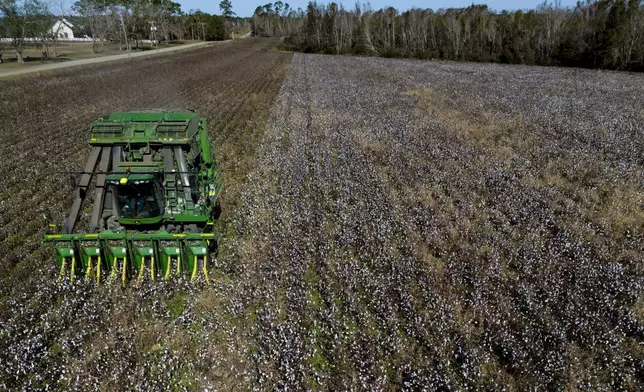 A cotton picker works in a field of cotton, Friday, Dec. 6, 2024, near Lyons, Ga. (AP Photo/Mike Stewart)