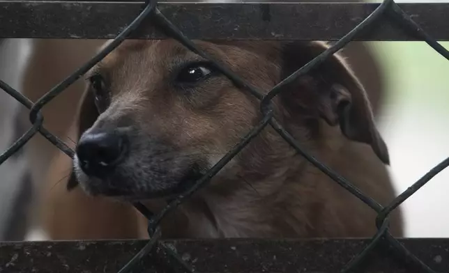 A caramelo dog pokes its nose through a fence at the Indefesos dog rescue shelter in Rio de Janeiro, Thursday, Dec. 12, 2024. (AP Photo/Bruna Prado)