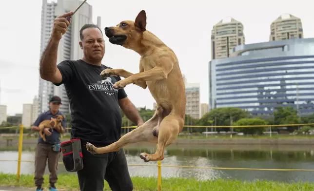 Dog trainer Luis Estrela plays with a caramelo dog on the set of Netflix film "Caramelo" in Sao Paulo, Tuesday, Oct. 29, 2024. (AP Photo/Andre Penner)