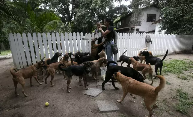 Caramelo dogs and others play at the Indefesos dog rescue shelter in Rio de Janeiro, Thursday, Dec. 12, 2024. (AP Photo/Bruna Prado)