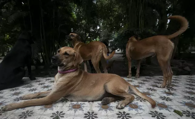 Lina the caramelo dog lies on a table at Indefesos dog rescue shelter in Rio de Janeiro, Thursday, Dec. 12, 2024. (AP Photo/Bruna Prado)