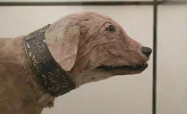 Bruto, a caramelo dog-turned-national hero from a war in Paraguay, is on display in the Military Police Museum in Rio de Janeiro, Thursday, Nov. 28, 2024. (AP Photo/Silvia Izquierdo)