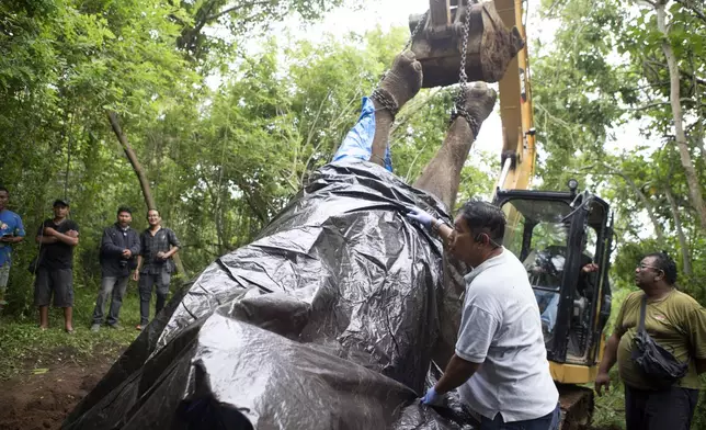 Workers prepare for removal of the carcass of Molly, a 45-year-old female Sumatran elephant that was found dead after being swept away by a flood from Bali Zoo on Monday, in Gianyar, Bali, Indonesia, Tuesday, Dec. 17, 2024. (AP Photo/Firdia Lisnawati)